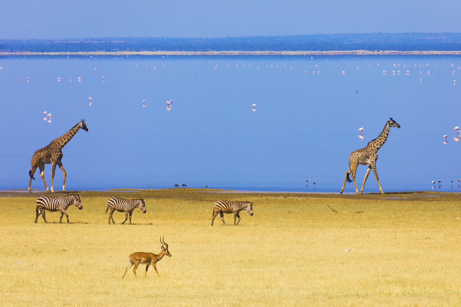 Lake Manyara, Kenya
